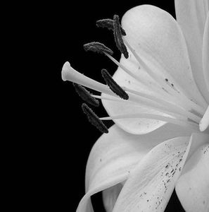 Meet your Posher, Chantell